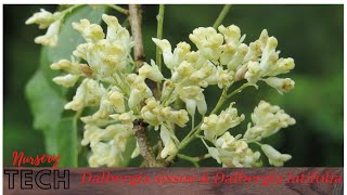 Nursery Tech of Dalbergia latifolia amp Dalbergia sissoo [upl. by Worl]