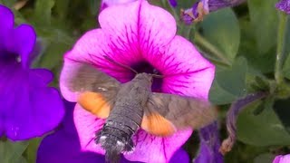 Superbe Papillon Colibri Sphinx [upl. by Sunny105]