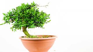 Buxus sempervirens Yamadori pre Bonsai 1278 [upl. by Aymahs]