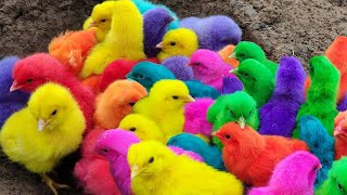 Menangkap ayam lucu ayam warna warni ayam rainbow bebek angsa ikan hias ikan cupang Kelinci [upl. by Jenine]