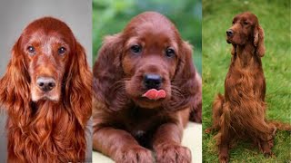 Irish setter  Funny and Cute dog video compilation in 2022 [upl. by Hedges]