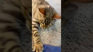 Rare Toyger cat Enjoying his day😻 [upl. by Maximilianus874]