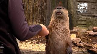 River Otter Training  Cincinnati Zoo [upl. by Esina]