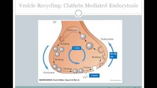 SJSU Neurophysiology Lecture 6  Synaptic Transmission [upl. by Berte]