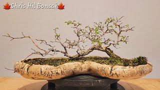 Bonsai Ulmus minor var raft [upl. by Nlyak390]