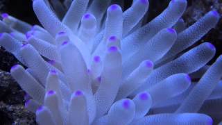 Condylactis gigantea Gigant sea anemone [upl. by Nyliahs]