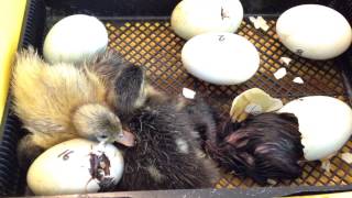 Watch baby duckling hatch [upl. by Navanod]