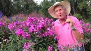 Dr A on Phlox paniculata [upl. by Legnaros]