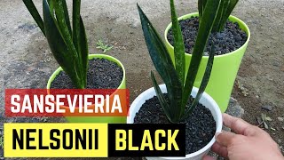 Mengenal Sansevieria Nelsonii Black dan Mengintip Beberapa Koleksi Sansevieria Cantik [upl. by Illene]