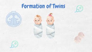 Formation of Twins ll Biology ll [upl. by Oirtemed]