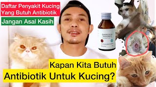 ANTIBIOTIK UNTUK KUCING SAKIT  Kapan Kucing Butuh Antibiotik   Penyakit Apa yg butuh antibiotik [upl. by Berey816]