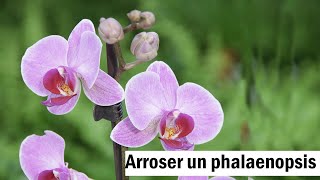 Phalaenopsis  le bon arrosage [upl. by Fantasia147]