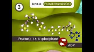 Glycolysis The Reactions [upl. by Preiser]