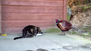 Bustercat and Pheasant [upl. by Bussy]