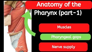 18 Anatomy of the Pharynx part 1 [upl. by Goldshlag830]