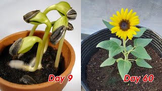 How to grow sunflower in pots at home full update [upl. by Armmat]