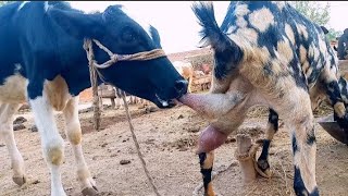 Goat milking  375 days old calf is milking goat 😯😯 [upl. by Ueik]