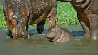 Mother Hippo Fights to Protect Her Calf  Natural World  BBC Earth [upl. by Eydie]