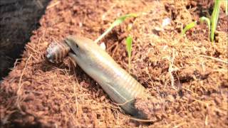 Legless Lizard Eating [upl. by Airretnahs]