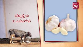 Ethnoveterinary formulation for Fever Kannada [upl. by Natie]