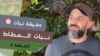 دقيقة نبات ٢ طرق العناية بنبات المطاط Ficus elastica care  quick tips [upl. by Aviva459]