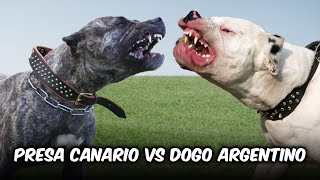 Presa Canario vs Dogo Argentino [upl. by Krenek]