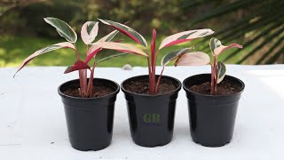 How to Propagate Calathea Triostar Plant [upl. by Presber]