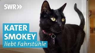 Schlaue Katze Smokey fährt alleine Aufzug [upl. by Uzzial337]