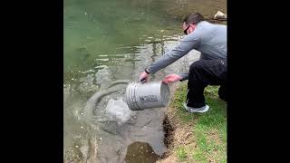 Trout Stocking Montour Creek PA [upl. by Marietta339]