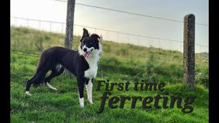 lurchers first time ferreting [upl. by Tilford941]