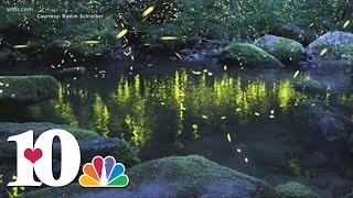 Synchronous fireflies event returns to the Great Smoky Mountains National Park in early June [upl. by Assen]