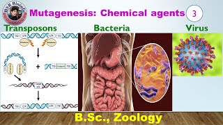 Mutagenesis Biological Agents Transposons Virus Bacteria  Genetics  HSR Bioinfo [upl. by Vassaux]