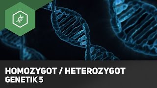 Homozygot  Heterozygot Genotyp Unterschied  Grundbegriffe Genetik 5 [upl. by Anibur]