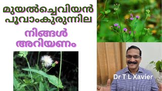 മുയൽച്ചെവിയൻ  പൂവാംകുരുന്നില Herbs for Infection and Tonsils [upl. by Kristof]