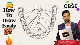 How To Draw Different Type of ARRANGEMENT OF TEETH [upl. by Sinaj]