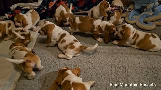 7 week old Basset Hound puppies 🐶 [upl. by Eeral502]