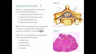 Peripheral Nerves and Spinal Levels [upl. by Thomey847]