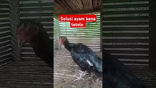 Apa obat ayam Bangkok di serang penyakit tetelo kingaseel chicken ayam [upl. by Onaivatco]