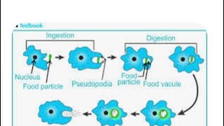 Nutrition in amoeba amp paramecium by Vinay Kumar [upl. by Aserret]