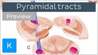 Neurology  Descending Tracts Overview [upl. by Gniy]