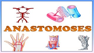 ANASTOMOSES  DEFINITION TYPES AND THEIR EXAMPLES  ARTERIAL  VENOUS ARTERIOVENOUS ANASTOMOSIS [upl. by Fillander736]