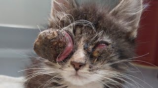 Massive Botfly Maggot Removed From Kittens Eye [upl. by Jansen227]