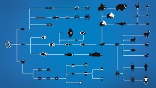 How Evolution works [upl. by Enegue]