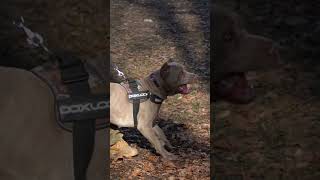 Aggressive Dog Training Bandog dogtraining bandog [upl. by Nnyleitak]