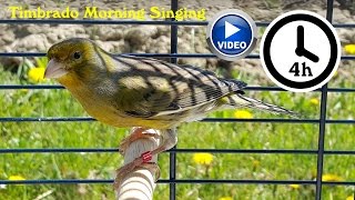 Canary Bird Singing  Timbrado training video [upl. by Warford]