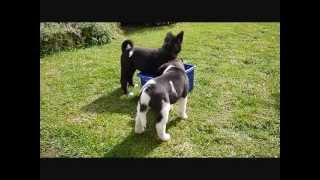 American Akita puppies playing [upl. by Ahsias562]