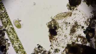 Pantoffeltierchen  Paramecium  Leben im Wassertropfen  microorganisms under microscope Full HD [upl. by Emad]