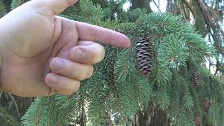 Identifying white spruce [upl. by Dorothi]