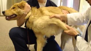 Dog With Shoulder Fracture  Stretching [upl. by Emilio427]