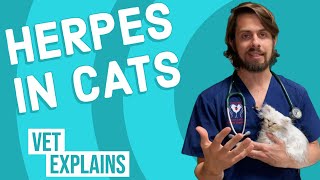 Herpes in Cats [upl. by Fabozzi]